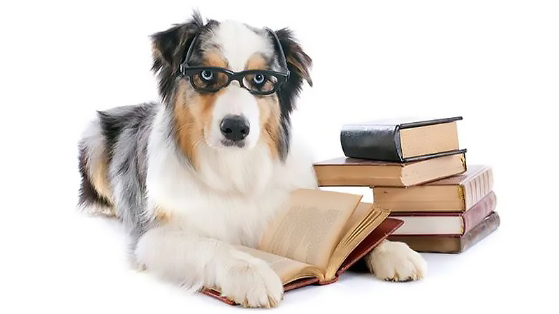 los 5 perros más inteligentes