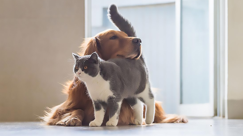 movimiento de cola de los gatos y perros